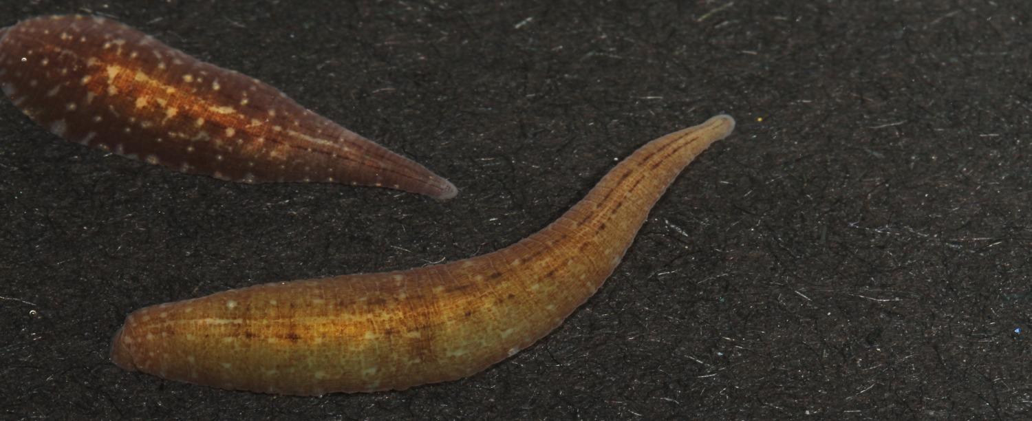 No alt text available for image