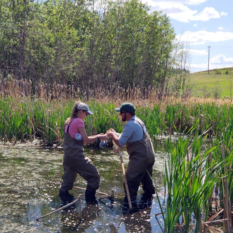 Effects of Agriculture and Climate Change on Prairie Wetlands