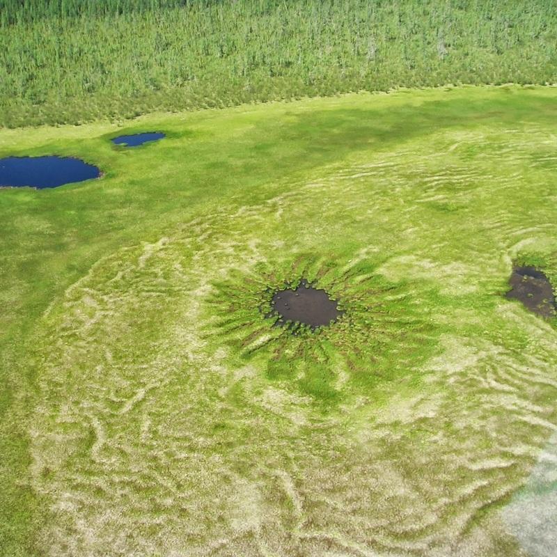 Wetlands in the Forested Region