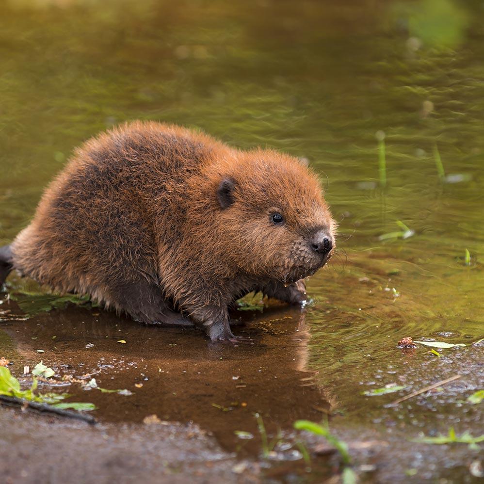 The Ecological Role of Beavers in Alberta's Wetlands