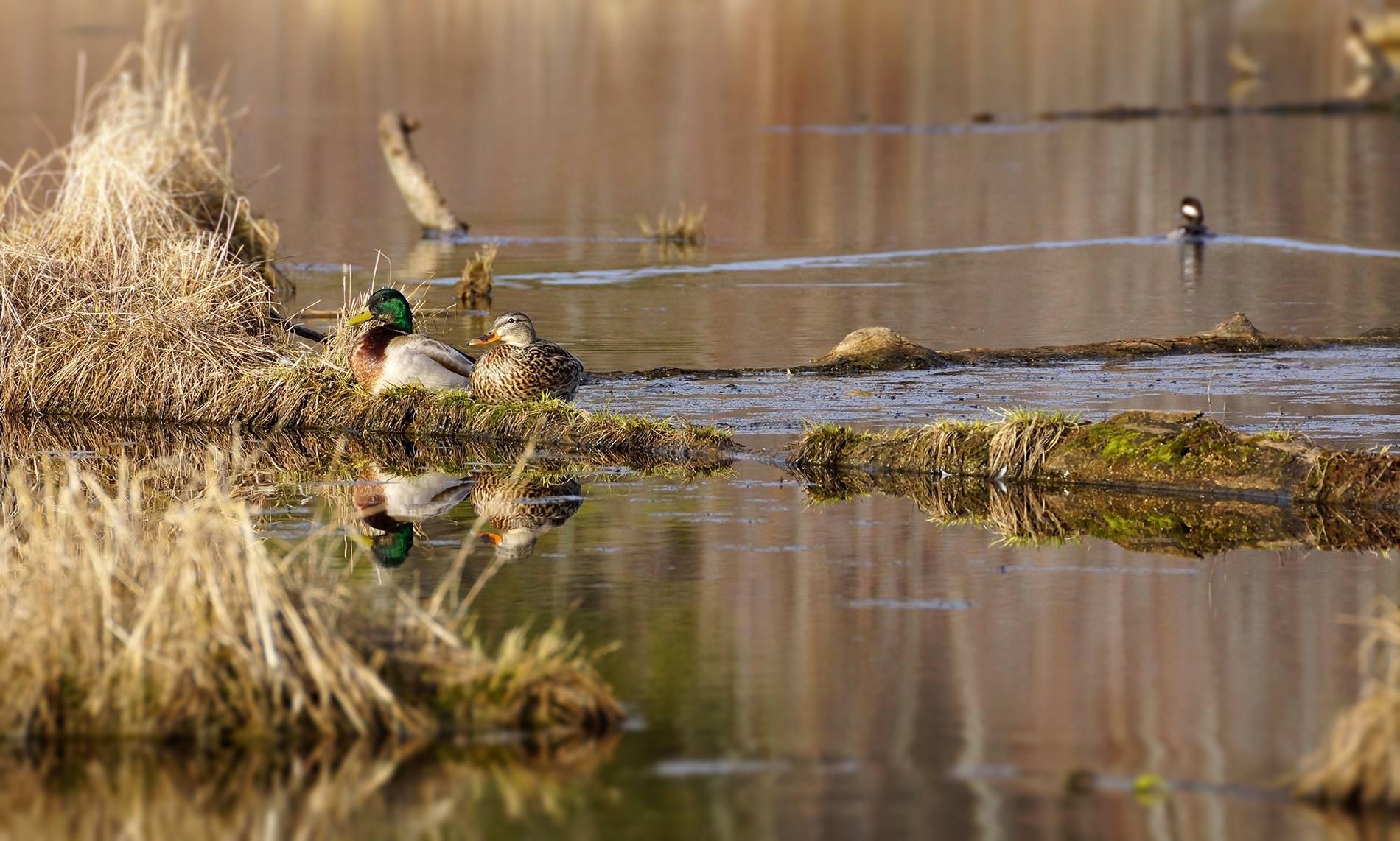 No alt text available for image