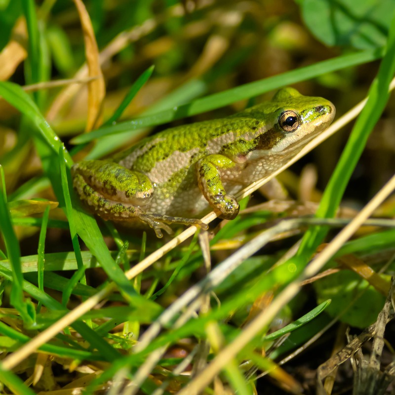 Biodiversity in Alberta's Wetlands