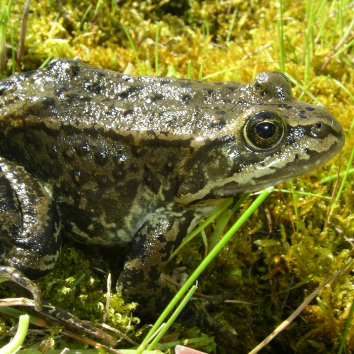 Boreal Chorus Frog — Edmonton & Area Land Trust