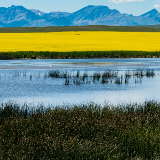 Pressures on Wetlands in Alberta